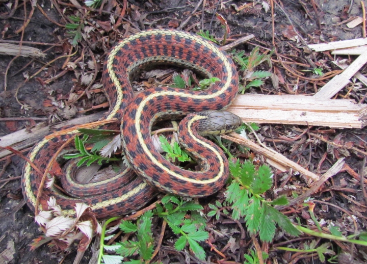 Coast Garter Snake
